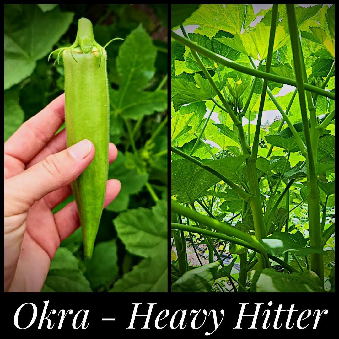 20 heavy Hitter Okra Seeds Organic Okra Seeds Etsy