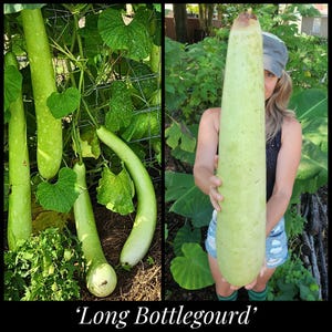 10 Long Bottle Gourd Seeds – Edible Young or Dried for Crafts – Heirloom Organic Calabash – Non-GMO, Open-Pollinated, Florida Seed The Stars