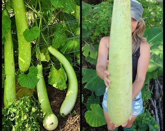 10 Long Bottle Gourd Seeds – Edible Young or Dried for Crafts – Heirloom Organic Calabash – Non-GMO, Open-Pollinated, Florida Seed The Stars