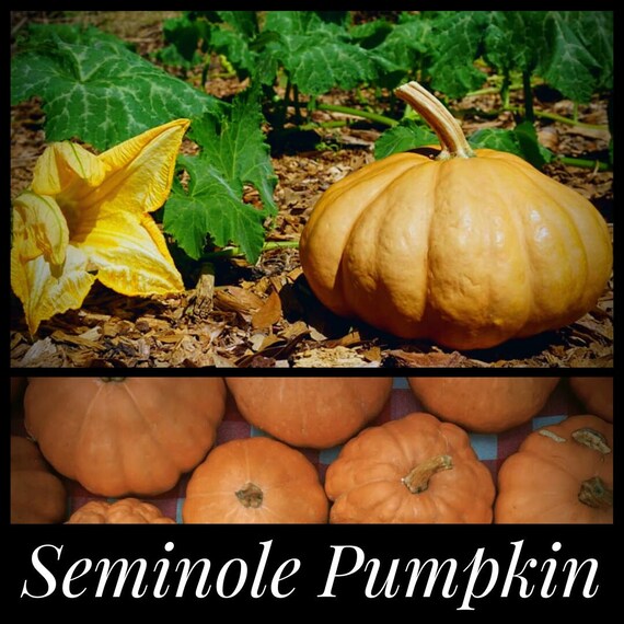 10 SEMINOLE PUMPKIN SEEDS Heat Tolerant Pumpkin Florida Etsy