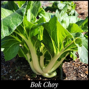 50 &#39;Bok Choy&#39; Seeds, Pac Choi Seeds, Chinese Cabbage Seeds Asian Greens Brassica rapa SeedsSeed The Stars Florida Seeds Asian Heirloom Seeds