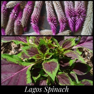 20 &#39;Lagos Spinach&#39; Seeds, African Spinach, Nigerian Spinach, Flamingo Feather Celosia Seeds Celosia argentea seeds Quail Grass Seeds Florida