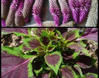 20 'Lagos Spinach' Seeds, African Spinach, Nigerian Spinach, Flamingo Feather Celosia Seeds Celosia argentea seeds Quail Grass Seeds Florida