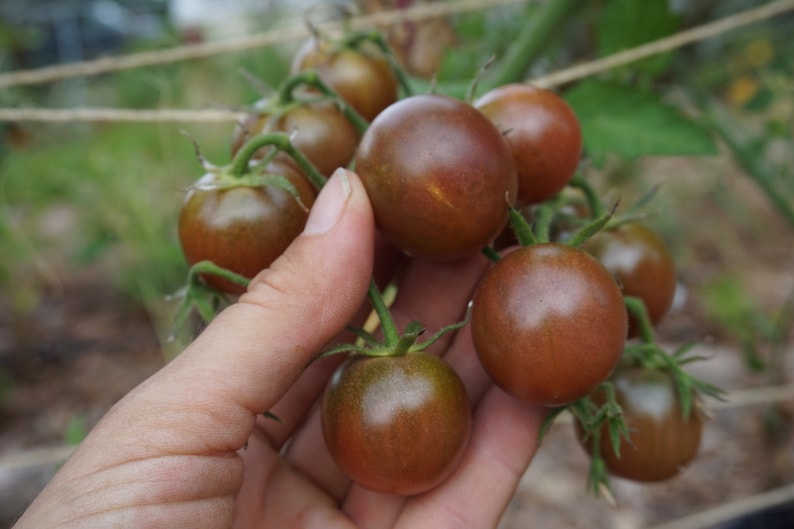 Pu&ograve; includere: Una mano che tiene un grappolo di piccoli pomodori marroni scuri. I pomodori sono ancora attaccati alla vite e hanno steli verdi.