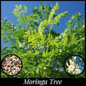 May include: A vibrant image of a Moringa tree with bright green leaves and white flowers against a clear blue sky. Two inset circles showcase the tree's seeds and delicate blossoms. The text "Moringa Tree" is displayed at the bottom.