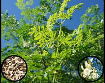 10 Moringa Tree Seeds, Drumstick Tree Horseradish Tree Seeds, Permaculture, Florida seeds, Moringa olifera seeds, Seed The Stars Food Forest