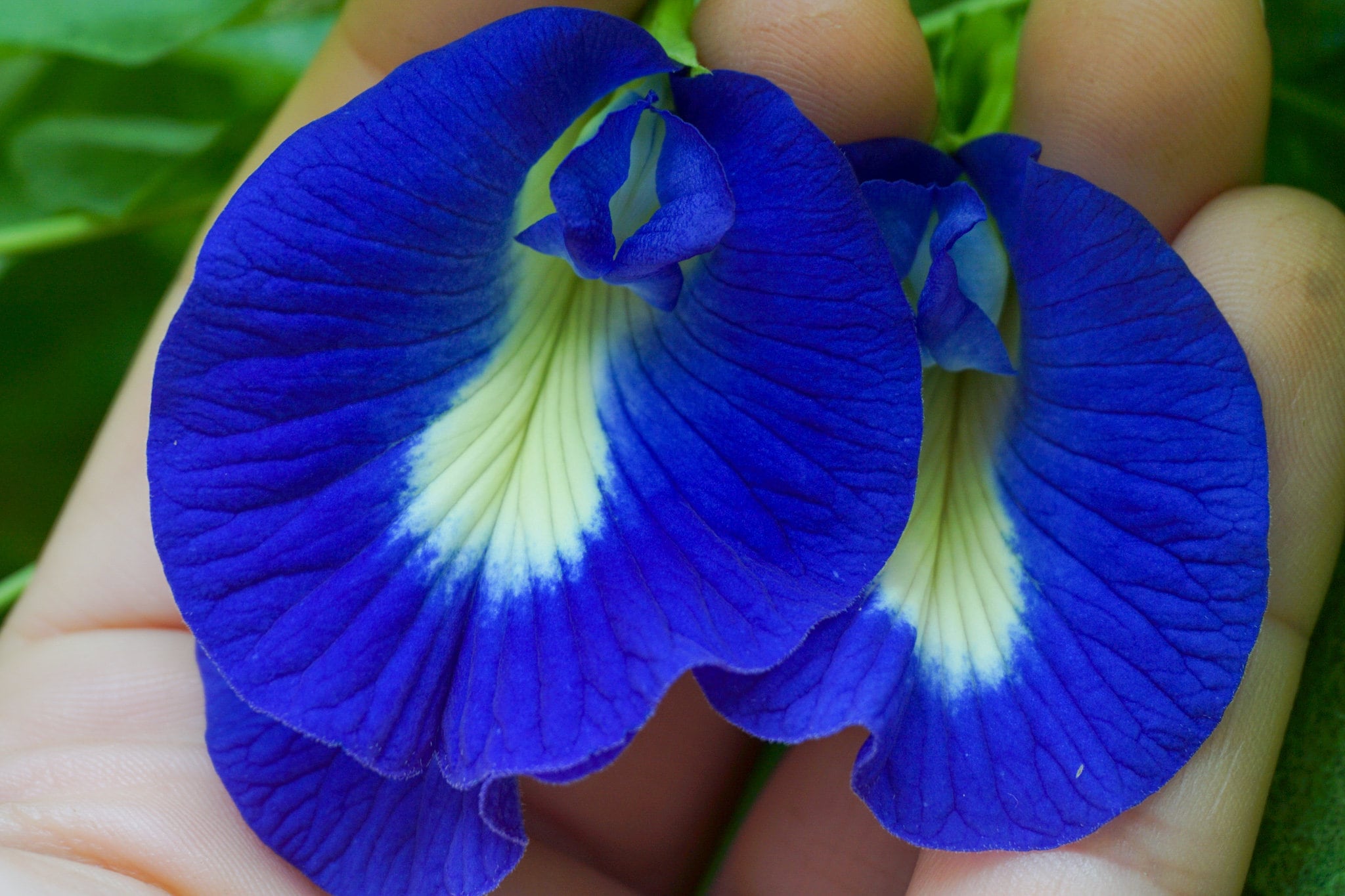 15 Blue Butterfly Pea Seeds Butterfly Garden Edible Flowers Etsy Norway