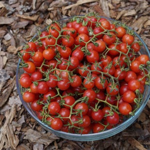 May include: A glass bowl filled with red cherry tomatoes. The tomatoes are arranged in clusters on the vine, with green stems and leaves.