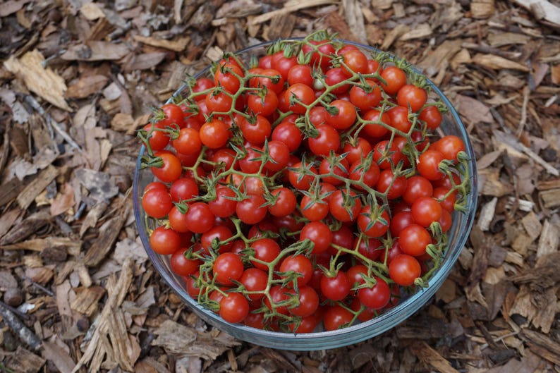 May include: A glass bowl filled with red cherry tomatoes. The tomatoes are arranged in clusters on the vine, with green stems and leaves.