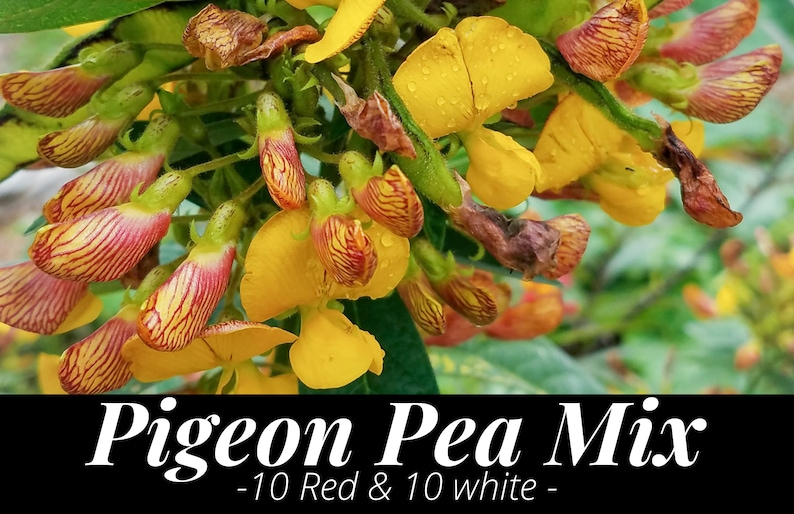 20 Pigeon Pea Seed Mix. Drought Tolerant Perennial Pea Perfect Etsy