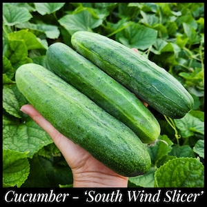 May include: Three green cucumbers, labeled "South Wind Slicer", are held in a hand against a backdrop of green leaves.