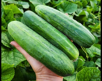 20 'South Wind' Slicing Cucumber Seeds, Disease Resistant Cucumber Seeds, Open Pollinated Cucumber Seeds, Cucumis sativus Seed The Stars