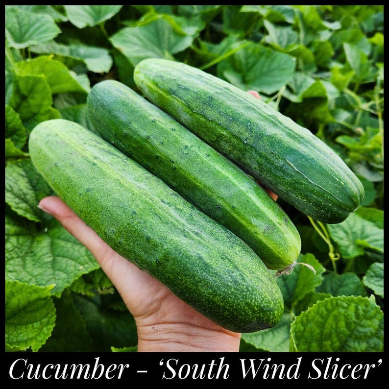 SeedTheStars South Wind Slicing Cucumber Seeds - Thumbnail 3