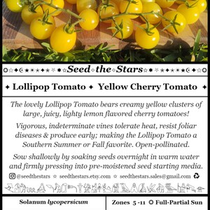 May include: A close-up of a cluster of bright yellow cherry tomatoes. The tomatoes are small and round, and they are growing on a vine. The text "Lollipop Tomato Yellow Cherry Tomato" is visible at the top of the image. The text "Seed the Stars" is also visible at the top of the image. The image also includes a table with information about the tomato seeds, including the weight, sow depth, plant spacing, package date, germination rate, germination temperature, germination days, and maturation.