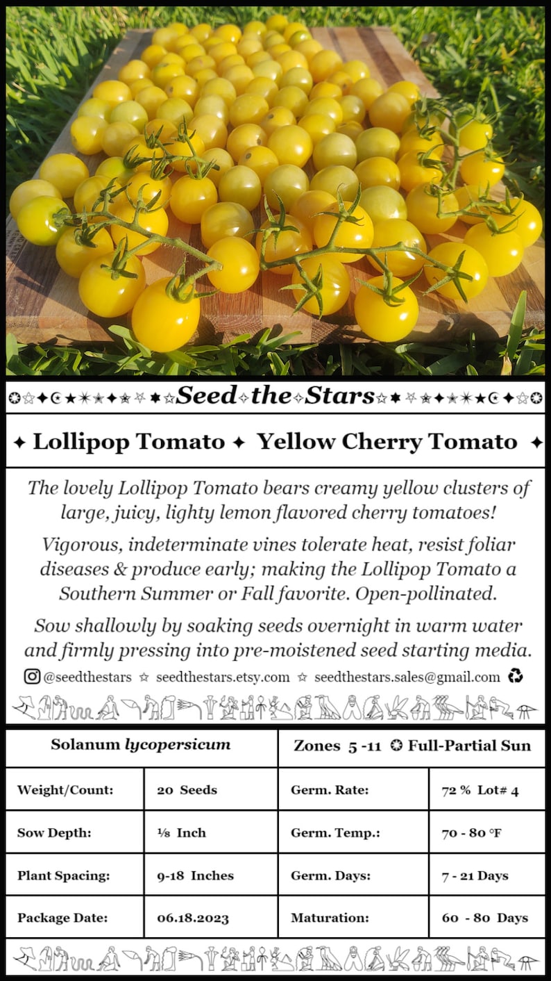 May include: A close-up of a cluster of bright yellow cherry tomatoes. The tomatoes are small and round, and they are growing on a vine. The text "Lollipop Tomato Yellow Cherry Tomato" is visible at the top of the image. The text "Seed the Stars" is also visible at the top of the image. The image also includes a table with information about the tomato seeds, including the weight, sow depth, plant spacing, package date, germination rate, germination temperature, germination days, and maturation.