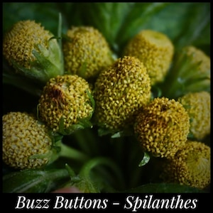 May include: Close-up of several yellow Buzz Buttons flowers, also known as Spilanthes, with textured, spherical flower heads. The flowers are surrounded by green leaves, creating a natural, organic composition. The image has a dark, slightly blurred background.