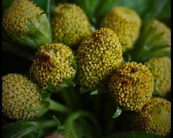 May include: Close-up of several yellow Buzz Buttons flowers, also known as Spilanthes, with textured, spherical flower heads. The flowers are surrounded by green leaves, creating a natural, organic composition. The image has a dark, slightly blurred background.