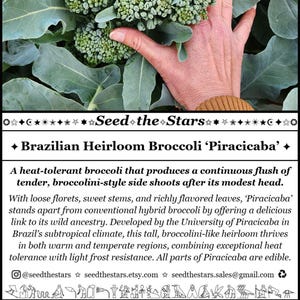 40 Broccoli ‘Piracicaba’ Heirloom Seeds, Brazilian Heat-Tolerant Broccoli, Subtropical Broccolini, Florida Broccoli, Open Pollinated Organic