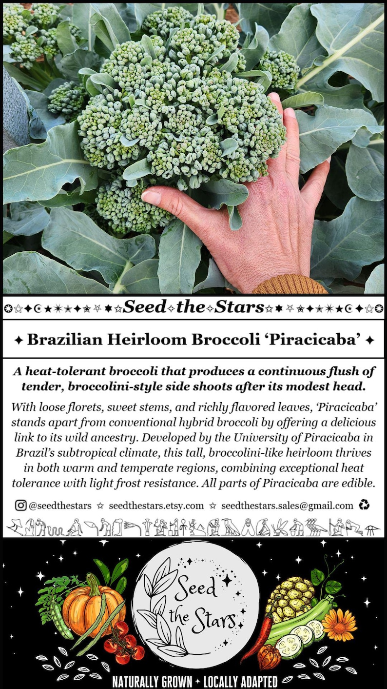 40 Broccoli ‘Piracicaba’ Heirloom Seeds, Brazilian Heat-Tolerant Broccoli, Subtropical Broccolini, Florida Broccoli, Open Pollinated Organic