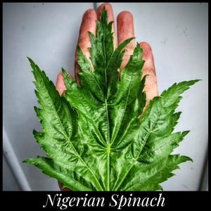 50 &#39;Nigerian Spinach&#39; Seeds, Large-Leaf Molokeyhia Seeds, Ewedu Seeds, Corchorus olitorius, Permaculture Seeds, Jute Mallow Egyptian Spinach