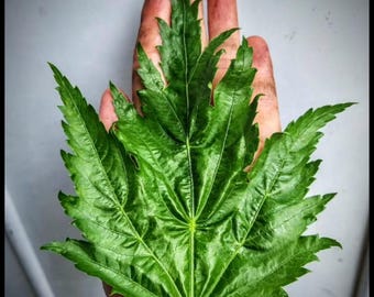 50 'Nigerian Spinach' Seeds, Large-Leaf Molokeyhia Seeds, Ewedu Seeds, Corchorus olitorius, Permaculture Seeds, Jute Mallow Egyptian Spinach
