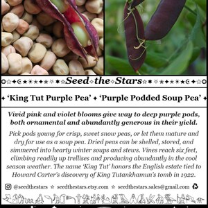 15 'King Tut Purple Pea 'Seeds, Purple Snow Pea Seeds, Purple Podded Soup Pea, Heirloom Pea Seeds Purple Flower Florida Seeds Seed The Stars imagem 2