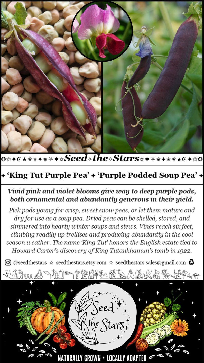 15 'King Tut Purple Pea 'Seeds, Purple Snow Pea Seeds, Purple Podded Soup Pea, Heirloom Pea Seeds Purple Flower Florida Seeds Seed The Stars imagem 2