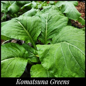 1000 Komatsuna Mustard Spinach Seeds – Japanese Heirloom Greens – NON-GMO USA Grown
