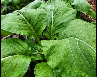 50 'Komatsuna' Seeds, Japanese Mustard Spinach, Florida Seeds, Seed The Stars, Spinach Seeds, Asian Greens, Brassica rapa Seeds,