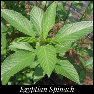 50 &#39;Egyptian Spinach&#39; Seeds, Molokeyhia Seeds, Corchorus olitorius, Spinach Seeds, Permaculture, Jute Mallow, Permaculture Seeds Food Forest