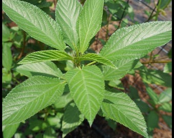 50 'Egyptian Spinach' Seeds, Molokeyhia Seeds, Corchorus olitorius, Spinach Seeds, Permaculture, Jute Mallow, Permaculture Seeds Food Forest