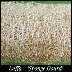 May include: Close-up of a dried luffa sponge, also known as a "sponge gourd", with a light brown color and a fibrous texture.