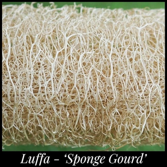 15 Luffa Seeds, Loofah Gourd Seeds. Grow a natural sponge for the bath or kitchen. Luffa cylindrica Permaculture Seed The Stars, Luffa Gourd
