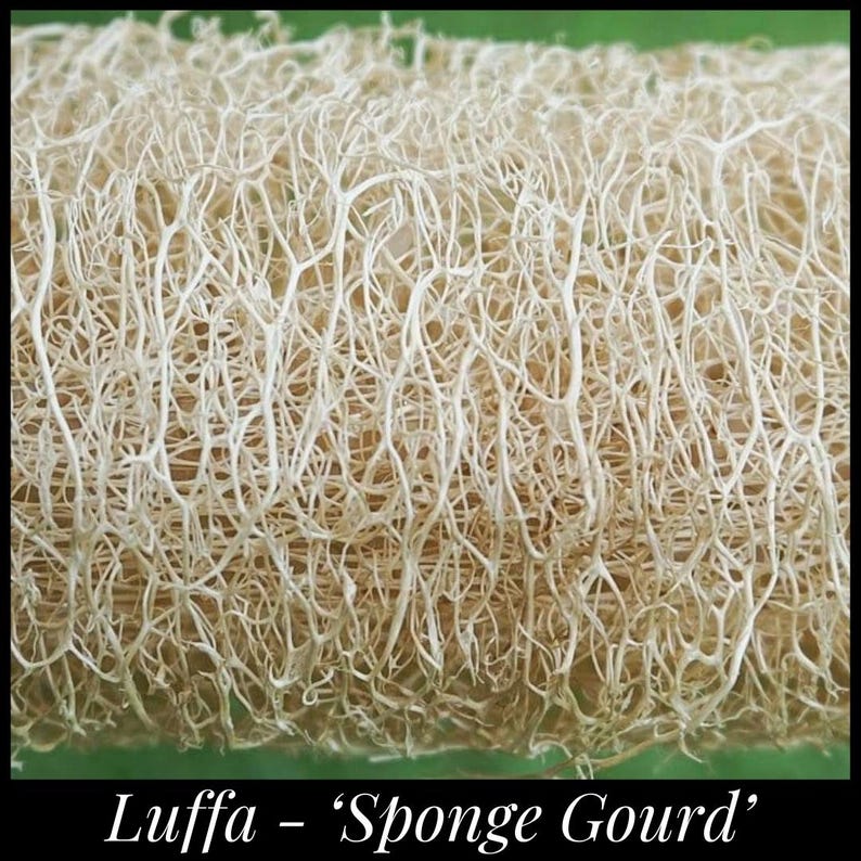 May include: Close-up of a dried luffa sponge, also known as a "sponge gourd", with a light brown color and a fibrous texture.