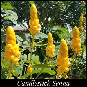 20 &#39;Candlestick Senna&#39; Seeds, Empress Candle Plant, Candlestick Cassia, Candle Bush, Candle Plant, Pollinator, Seed The Stars, Permaculture