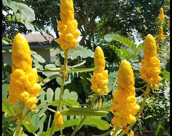May include: Close-up of a candlestick senna plant with multiple bright yellow flower clusters. The plant has green leaves and is growing outdoors.