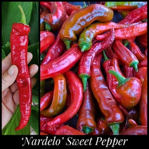May include: A vibrant image showcases a collection of 'Nardelo' sweet peppers. The peppers display a rich red hue, with some transitioning to a golden-brown. The peppers have a long, slender shape, with green stems. The text 'Nardelo' Sweet Pepper' is at the bottom.