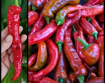 20 'Jimmy Nardello' Sweet Pepper Seeds – Rare Heirloom Italian Frying Pepper – Non-GMO, Prolific, Thin-Walled, Florida Seeds, Seed The Stars