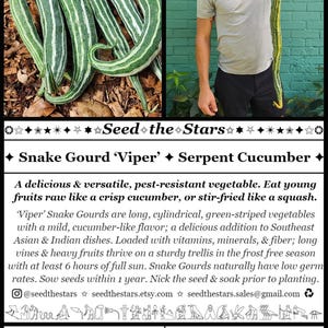 ✦ Snake Gourd ‘Viper’ ✦ Serpent Cucumber ✦

A delicious & versatile, pest-resistant vegetable. Eat young fruits raw like a crisp cucumber, or stir-fried like a squash. ‘Viper’ Snake Gourds are long, cylindrical, green-striped vegetables.