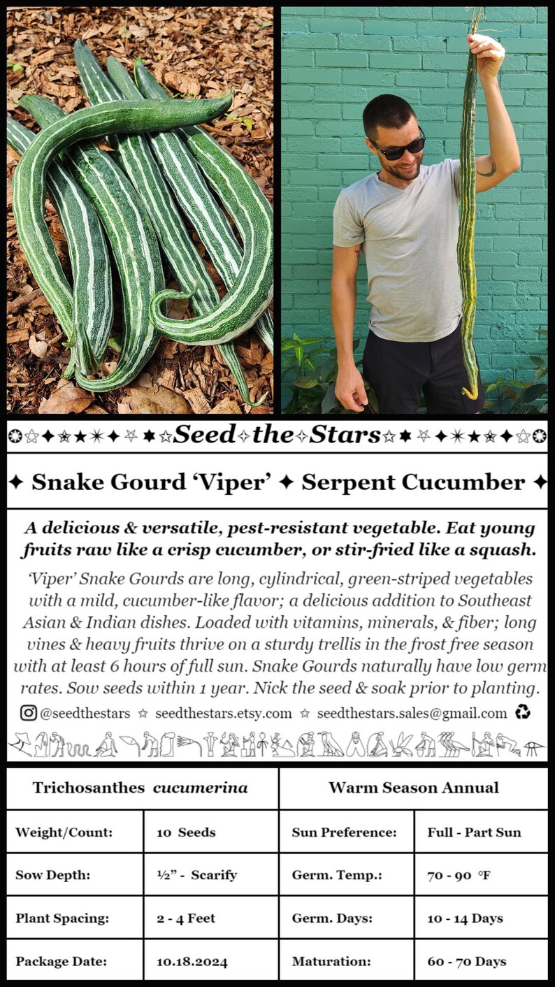 ✦ Snake Gourd ‘Viper’ ✦ Serpent Cucumber ✦

A delicious & versatile, pest-resistant vegetable. Eat young fruits raw like a crisp cucumber, or stir-fried like a squash. ‘Viper’ Snake Gourds are long, cylindrical, green-striped vegetables.