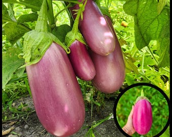 20 'Rosita' Eggplant Seeds, Puerto Rican Heirloom Eggplant, Florida Eggplant Seeds, Open Pollinated Solanum melongena Seeds, Organic Non GMO