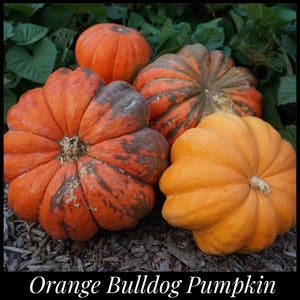 May include: Four orange pumpkins, one with brown stripes, on a bed of wood chips.  Orange Bulldog Pumpkin.