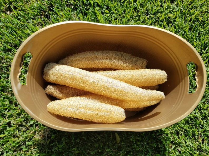 May include: A brown plastic tub filled with several dried loofah sponges. The loofahs are light brown and have a rough texture.