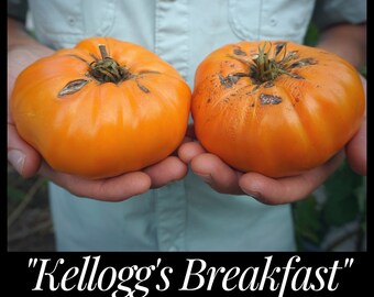 20 Kellogg's Breakfast Hierloom Tomato Seeds, Orange Beefsteak Tomato, Solanum lycopersicum Organic Tomato,  Seed the Stars, Florida Seeds