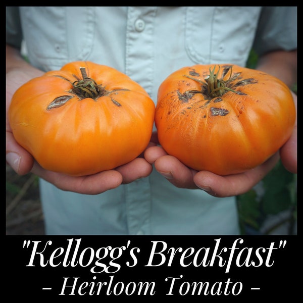 20 Kellogg's Breakfast Hierloom Tomato Seeds, Orange Beefsteak Tomato, Solanum lycopersicum Organic Tomato,  Seed the Stars, Florida Seeds