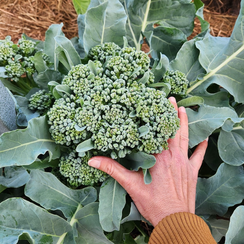 May include: A close-up of a large broccoli plant with a hand touching the broccoli head. The broccoli is a vibrant green color, with many small florets. The leaves are large and a muted green. The plant is in a garden setting.