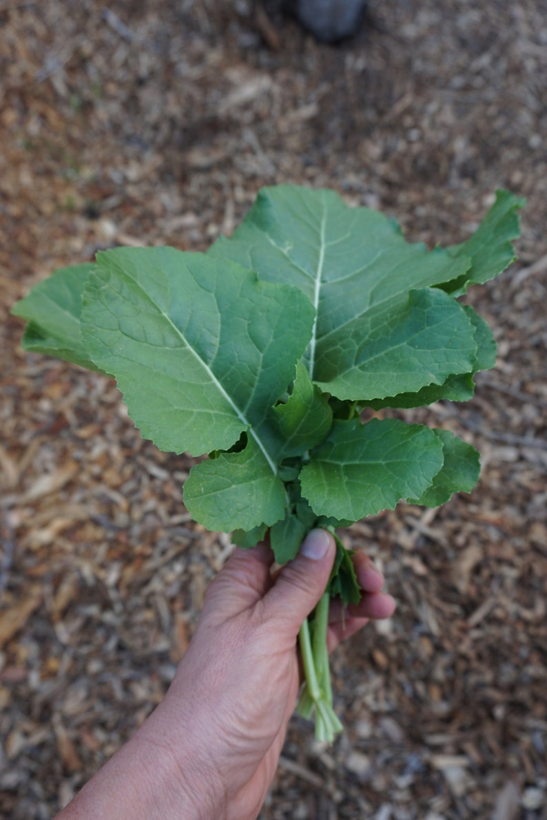 SeedTheStars Ethiopian Kale Seeds - Thumbnail 5