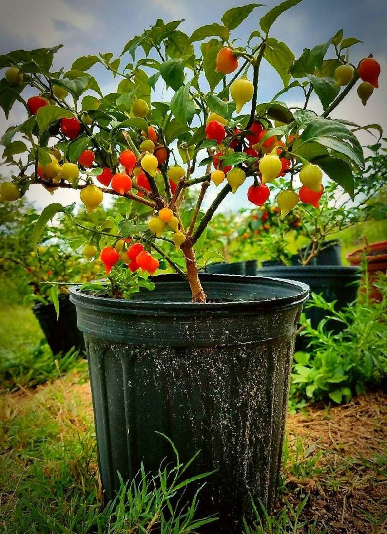 fresh sweety drop peppers fresh sweety drop peppers