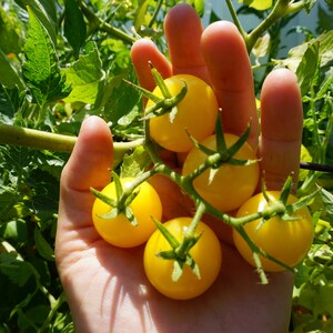 May include: A hand holding a cluster of small, bright yellow tomatoes. The tomatoes are still attached to the vine and have green stems.