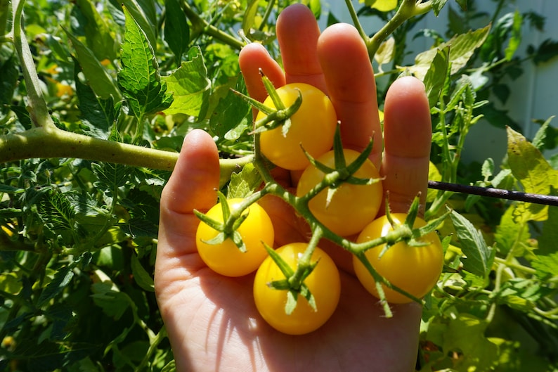 May include: A hand holding a cluster of small, bright yellow tomatoes. The tomatoes are still attached to the vine and have green stems.